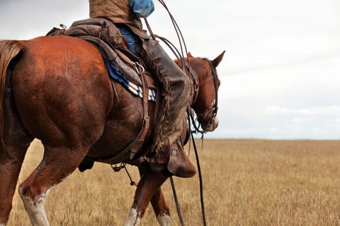 cowboy, horse