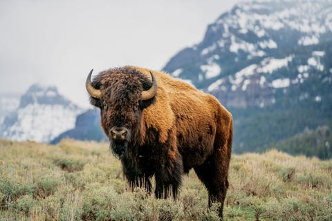 mountains, buffalo bison