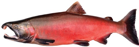 salmon