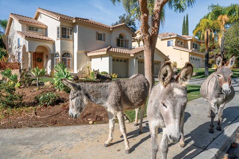 wild burros roam a residential neighborhood in moreno valley, california, where they graze on front lawns and shrubbery and drink water from sprinklers
