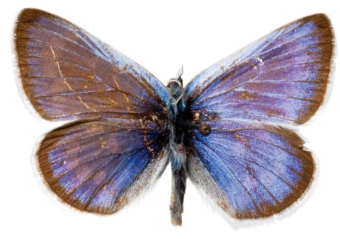 xerces blue butterfly