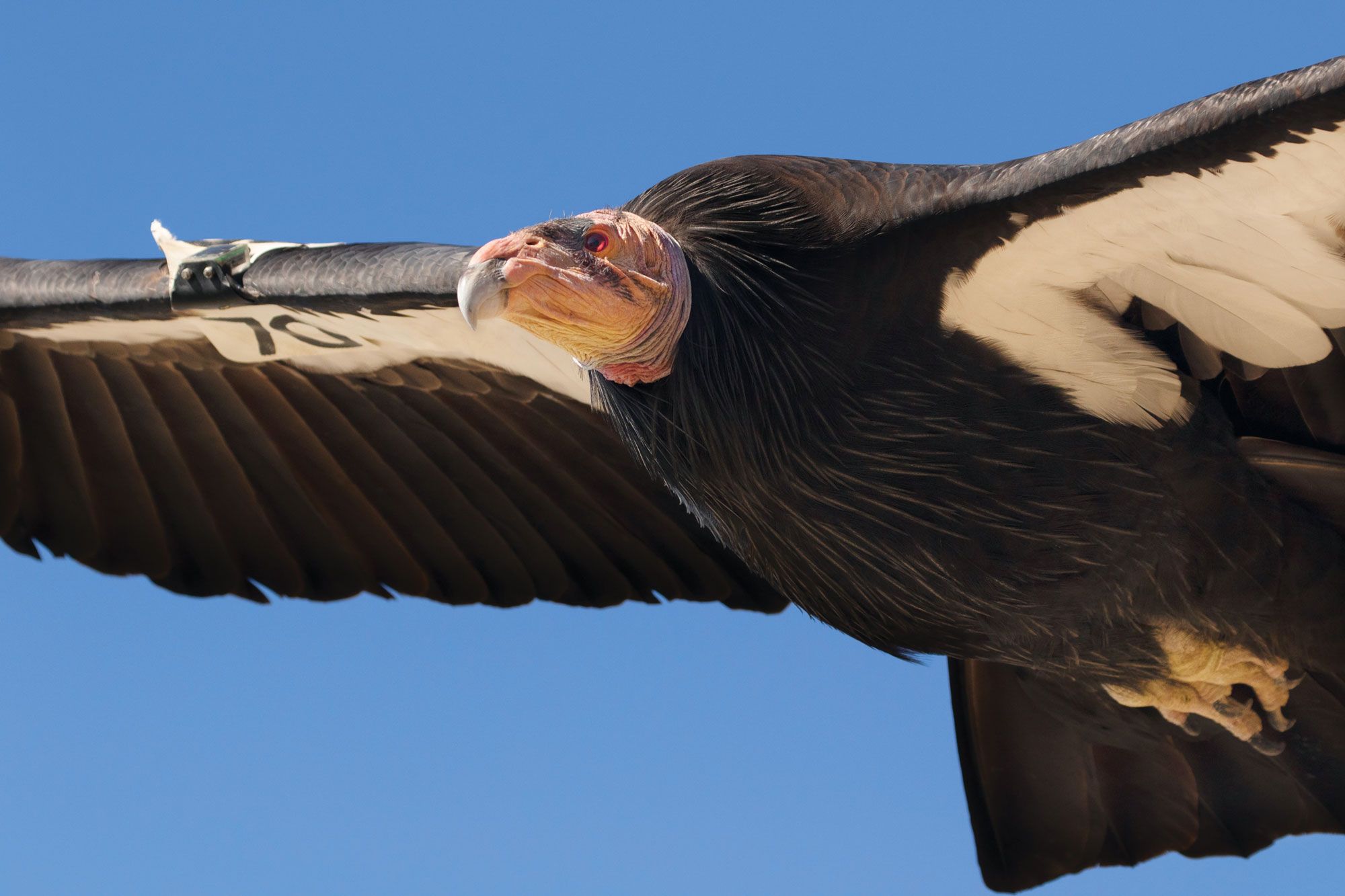 Condor Free Wallpaper download - Download Free Condor HD Wallpapers to your  mobile phone or tablet