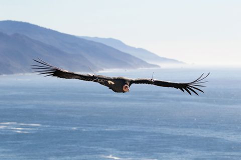 thanks to conservation efforts, california condors in captivity and in the wild today number more than 500—up from 27 in 1987