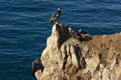 three adult california condors and one juvenile perch on a cliff overlooking the pacific ocean near big sur
