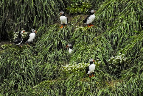 Atlantic puffin sitting in the grass