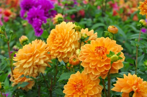 Best Border Plants For Your Garden For Every Month Of The Year