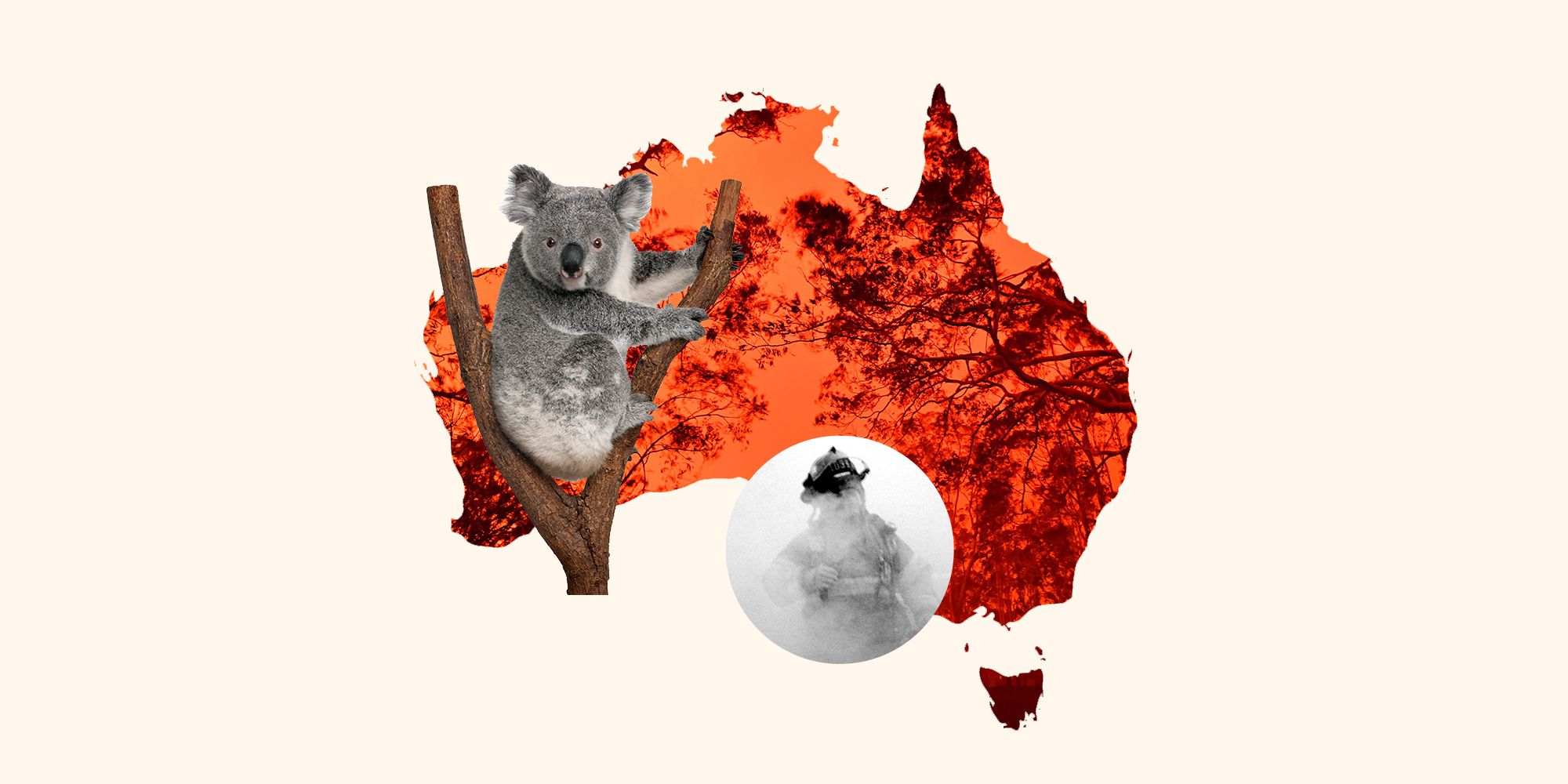Australia Fire Victims, Animals, Koalas, Firefighters