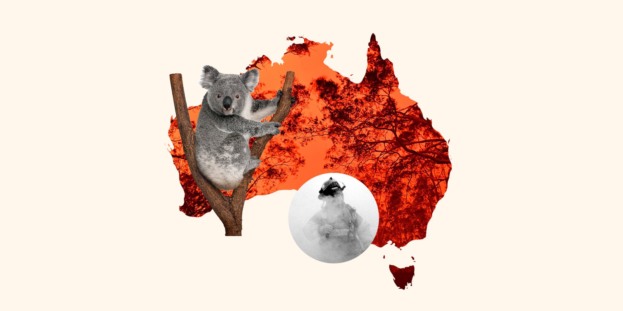 How To Help Australia Fire Victims Animals Koalas Evacuees