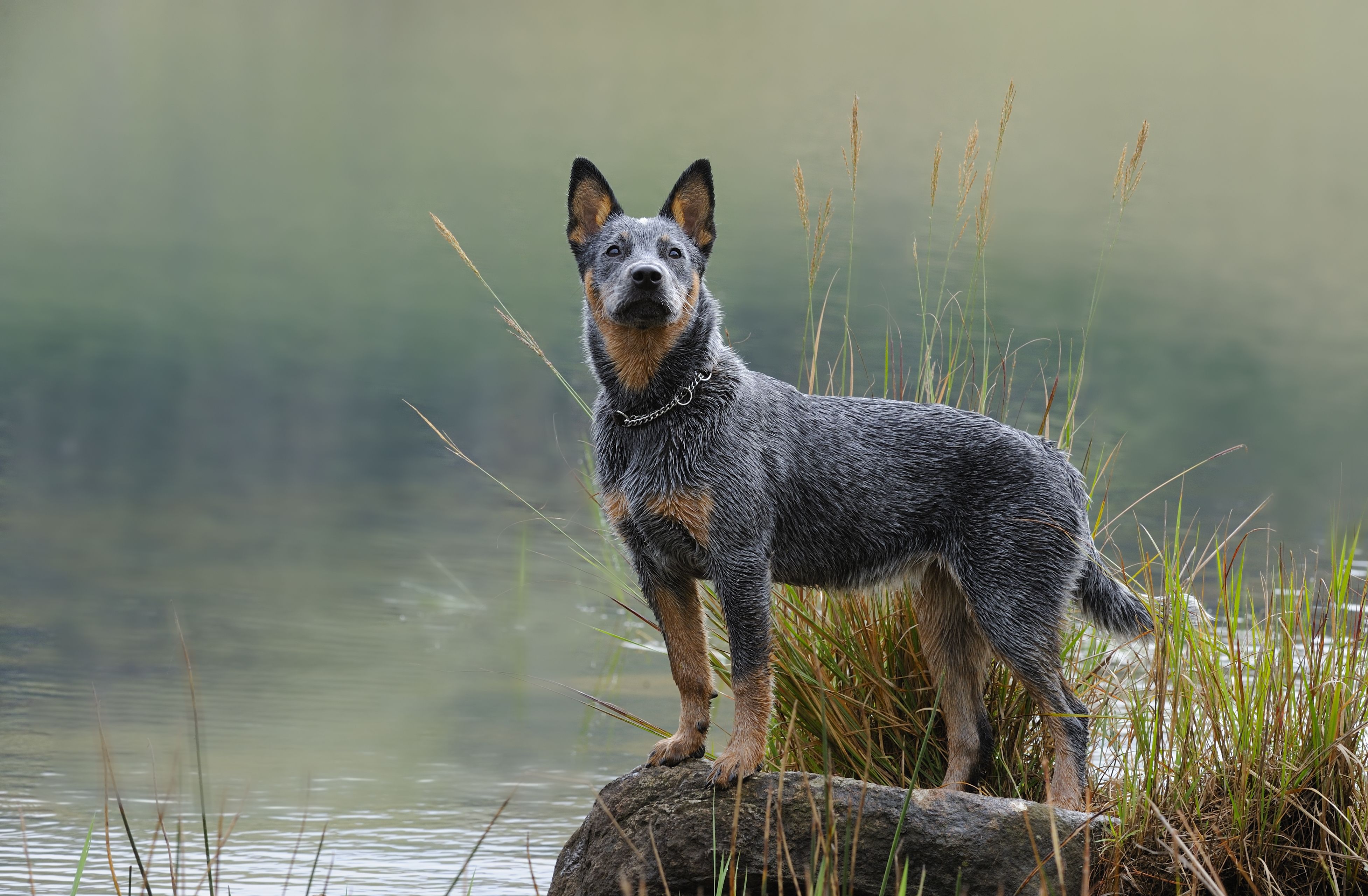 working dog puppies for sale