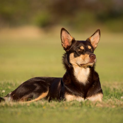 Australian Kelpie australian kelpie
