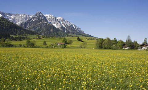 Austria, Tyrol, Kaisergebirge, Dandelion meadow in spring