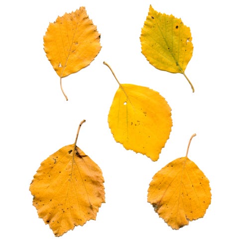 types of fall leaves types of fall leaves