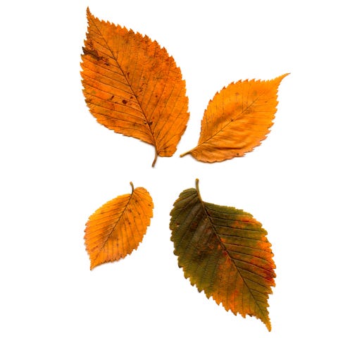 types of fall leaves types of fall leaves