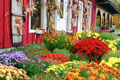 autumn flowers at a roadside farm