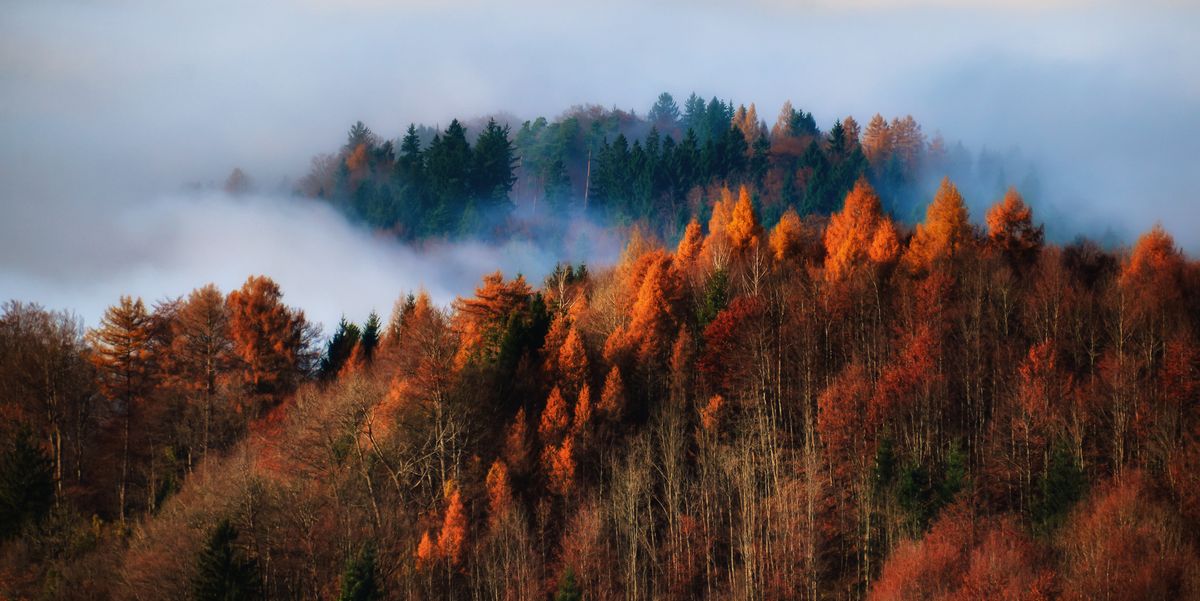 25 Surprising Things You Never Knew About Fall