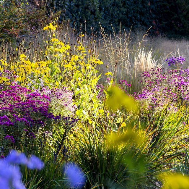 autumn garden what to do and what to plant