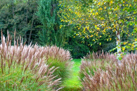 miscanthus commonly known as elephant grass or silver grass and a birch tree in an english garden