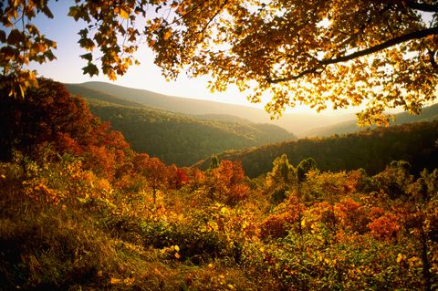 autumn in shenandoah national park