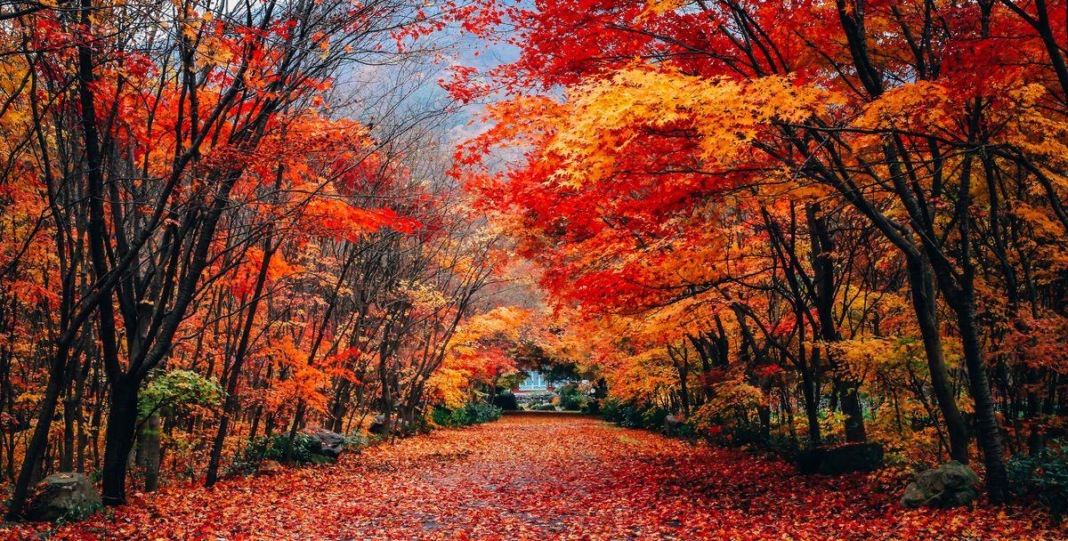 why-do-leaves-change-color-in-the-fall-autumn-foliage-explained