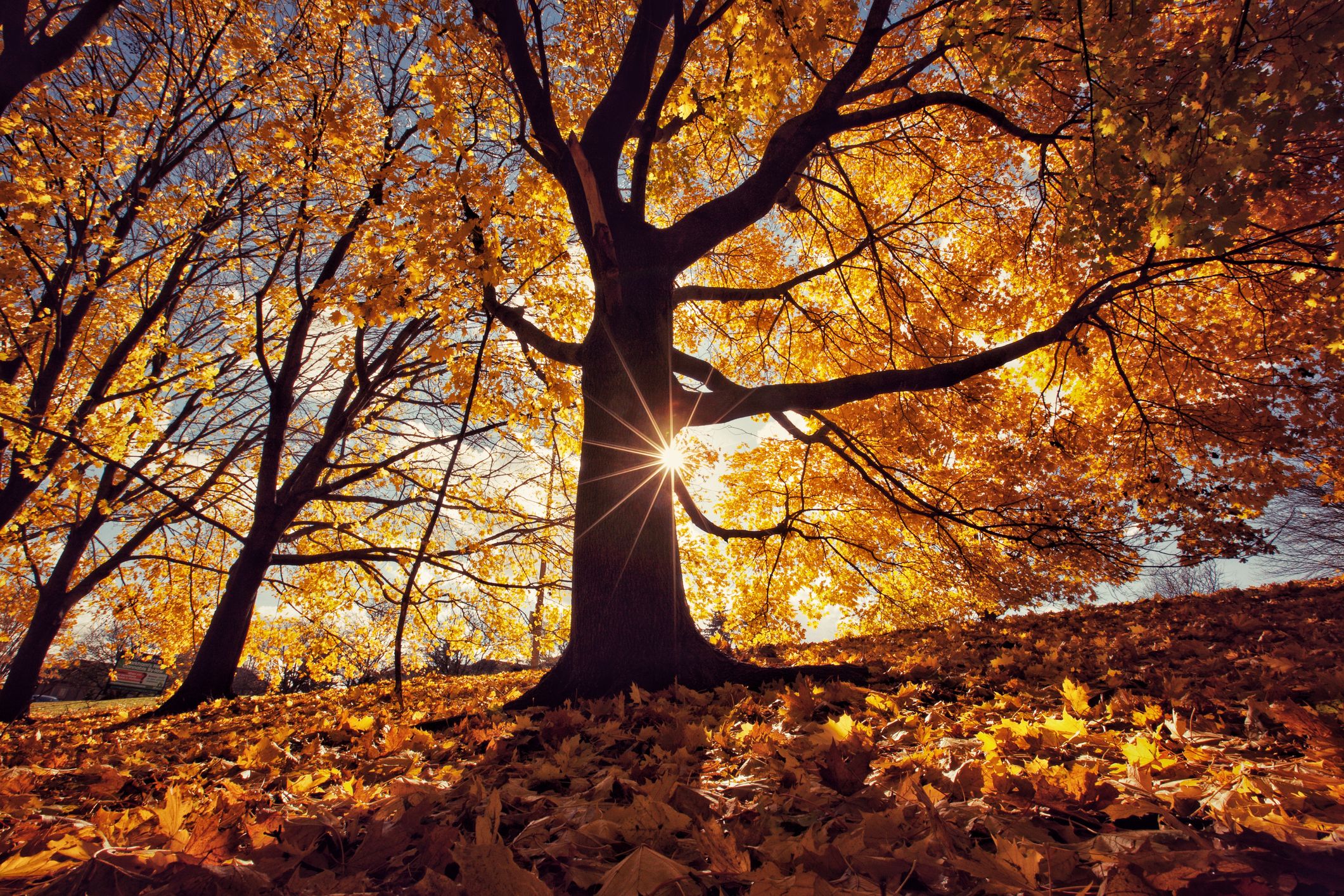 14 Best Autumn Poems - Classic Poems Fall