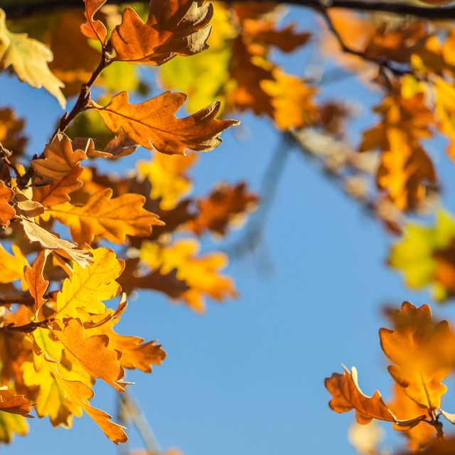 colours changing on the leaves of an oak tree in autumn