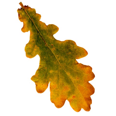 types of fall leaves types of fall leaves