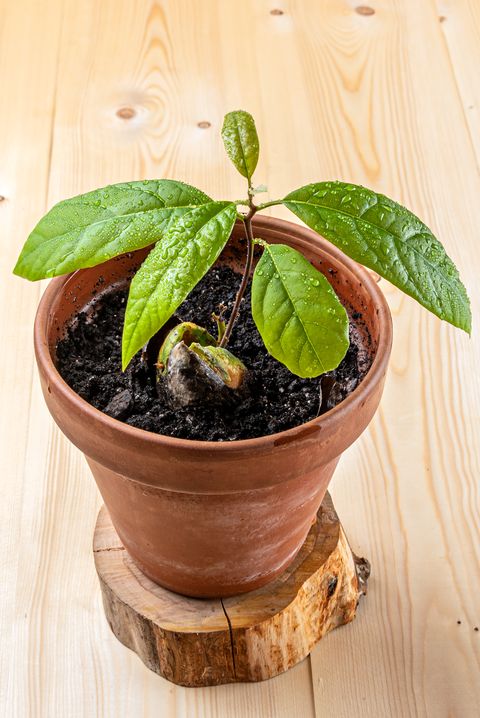 avocado seeds in a pot for germination on a wooden background