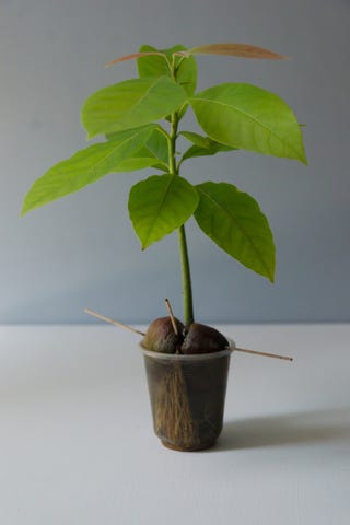 avocado plant