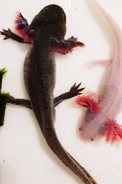 Close-Up Of Axolotls In Water