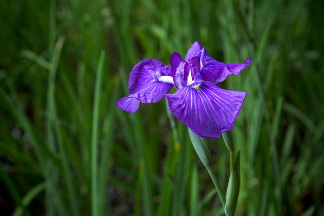 しょうぶ 菖蒲 と あやめ 菖蒲 文目 綾目 の見分け方