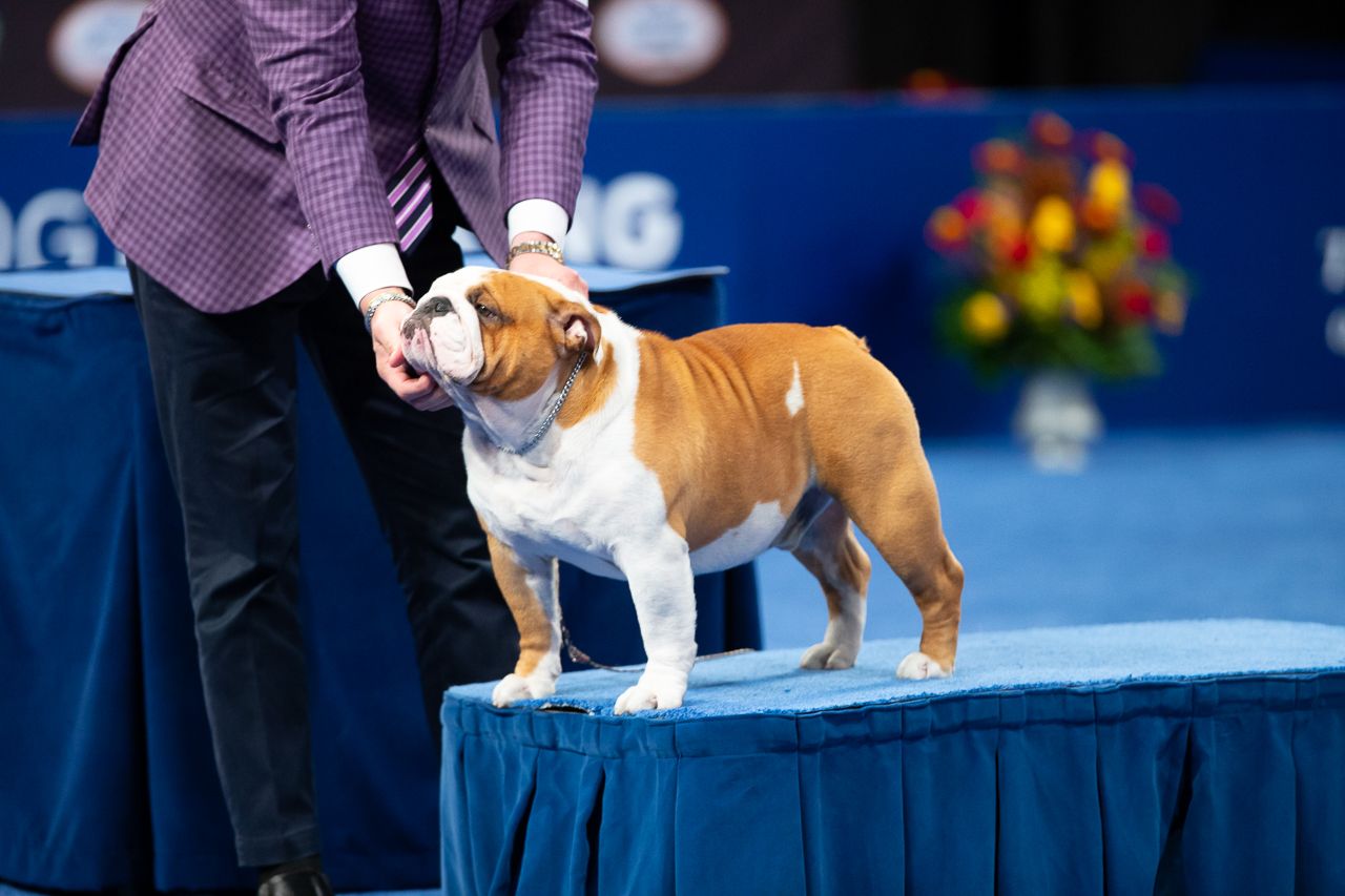 english bulldog show dog