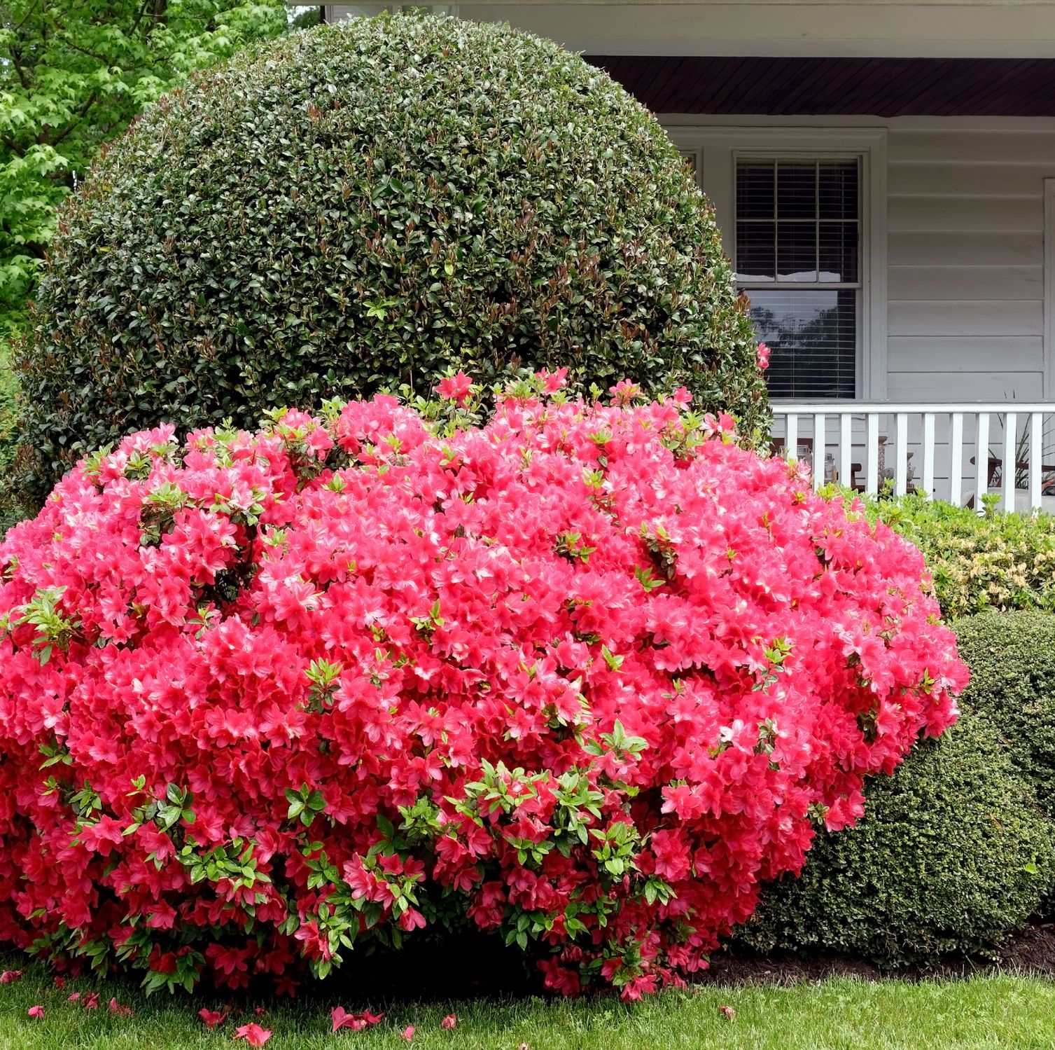 Want to Increase Curb Appeal? Plant Azalea Bushes in Your Yard!