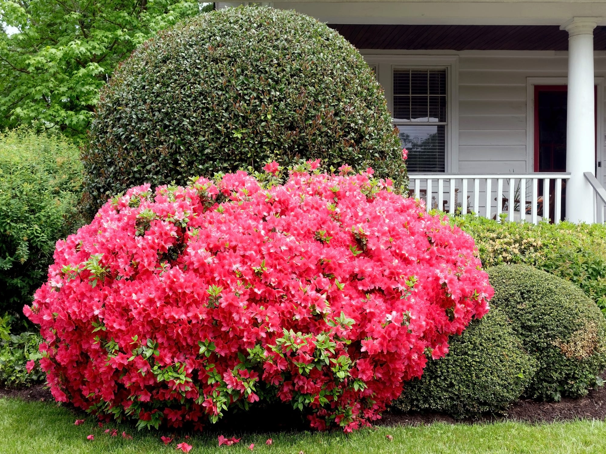 Want to Increase Curb Appeal? Plant Azalea Bushes in Your Yard!