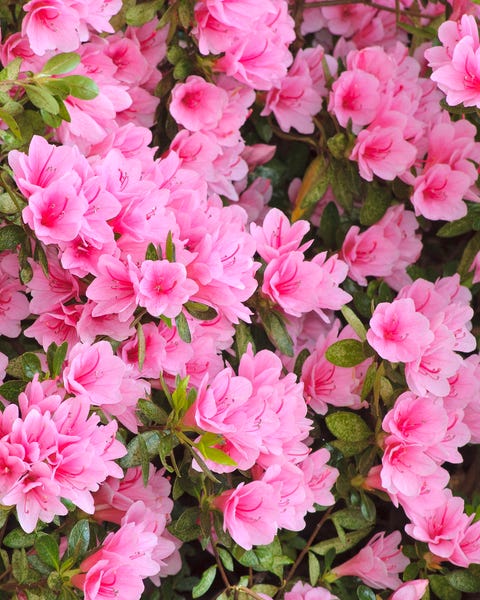 20 Popular Flowering Shrubs Best Blooming Bushes For The Garden