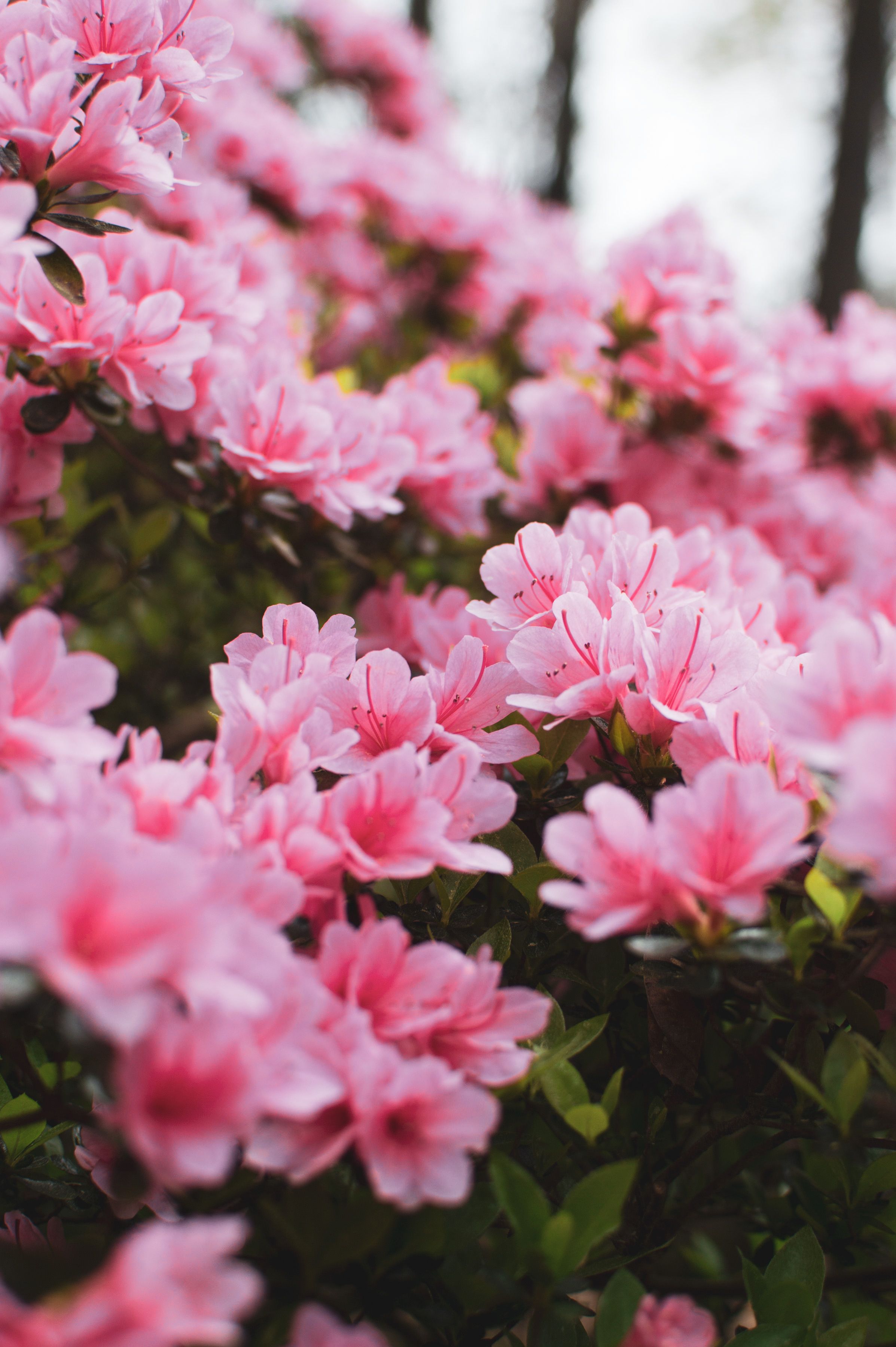 what happens if a dog eats an azalea plant