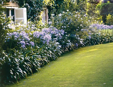 Las mejores flores con color que puedes elegir para tu jardín