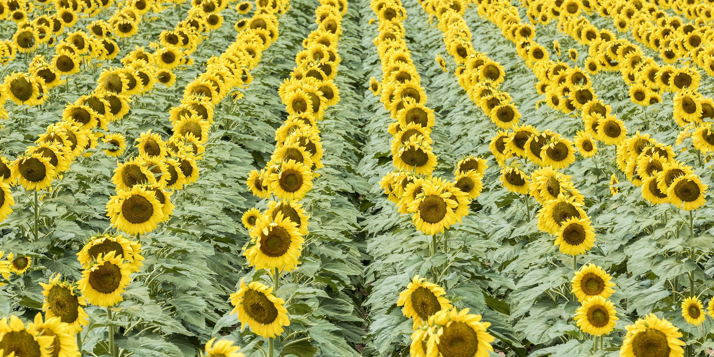 Pickyourown Flower Farms  Gardens In The Dmv