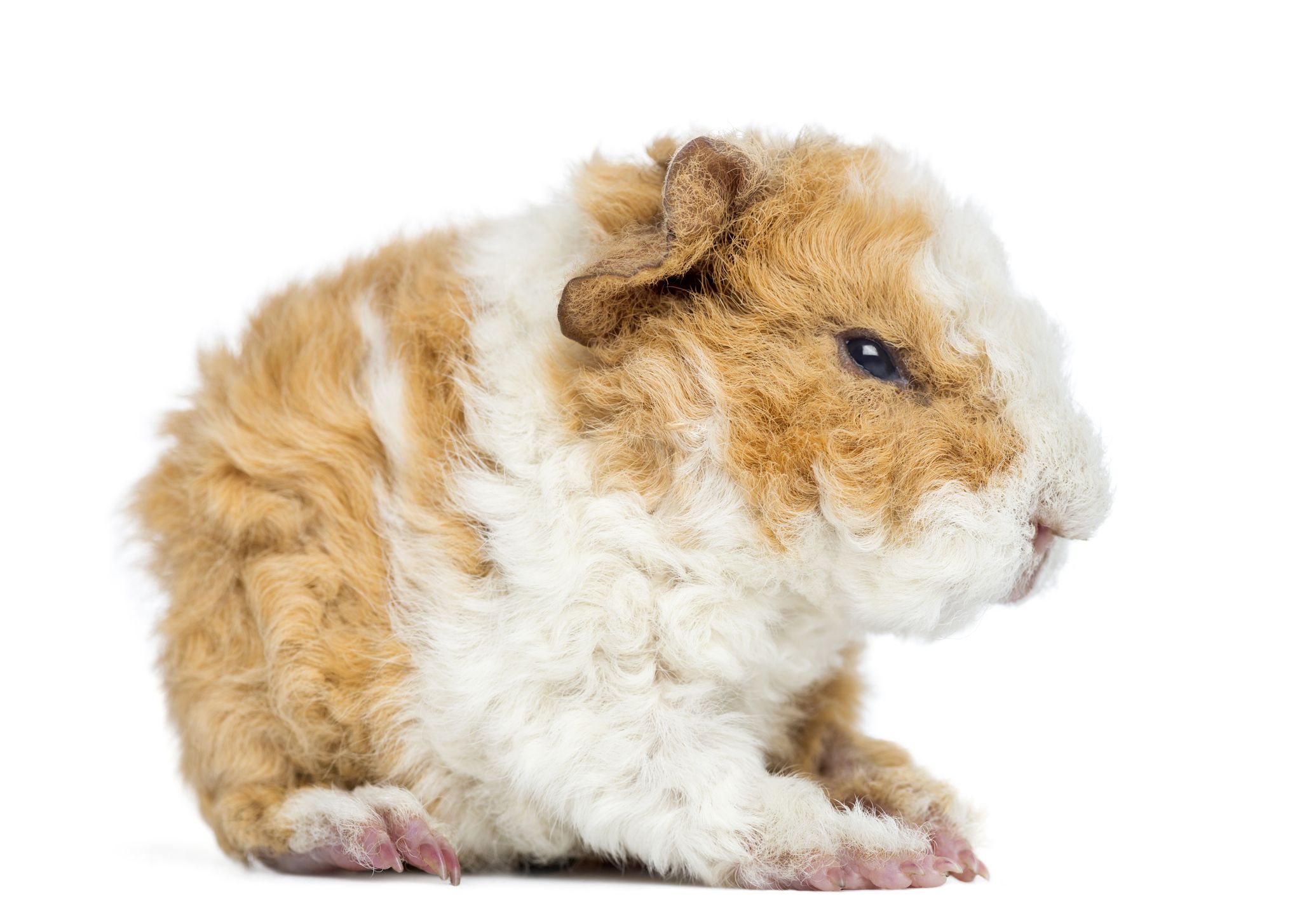curly haired guinea pig