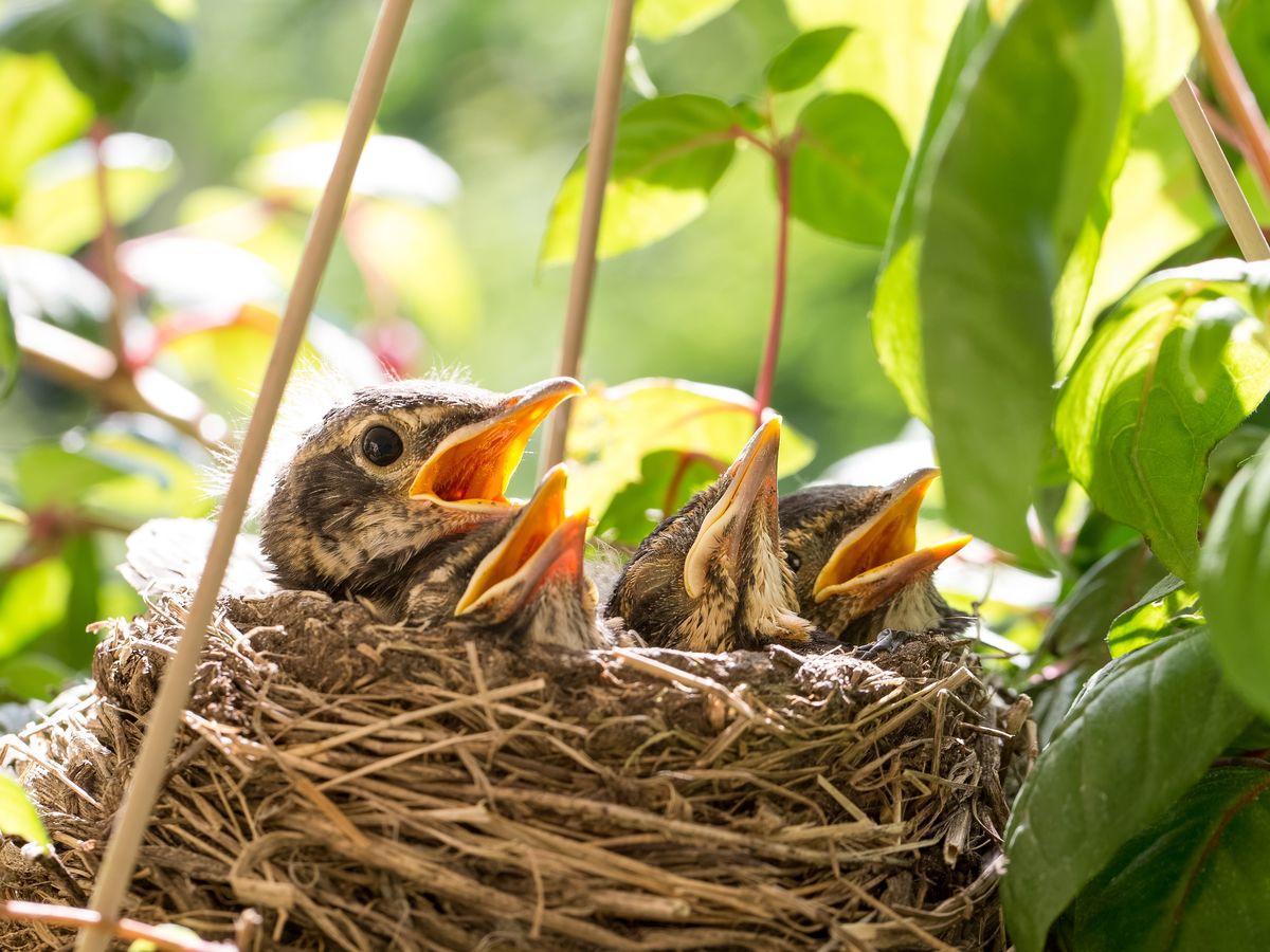 7 Ways To Adapt Your Garden For Nesting Birds Season