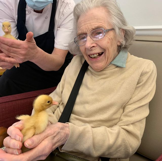 baby chicks and ducklings delight care home residents as they hatch in time for spring