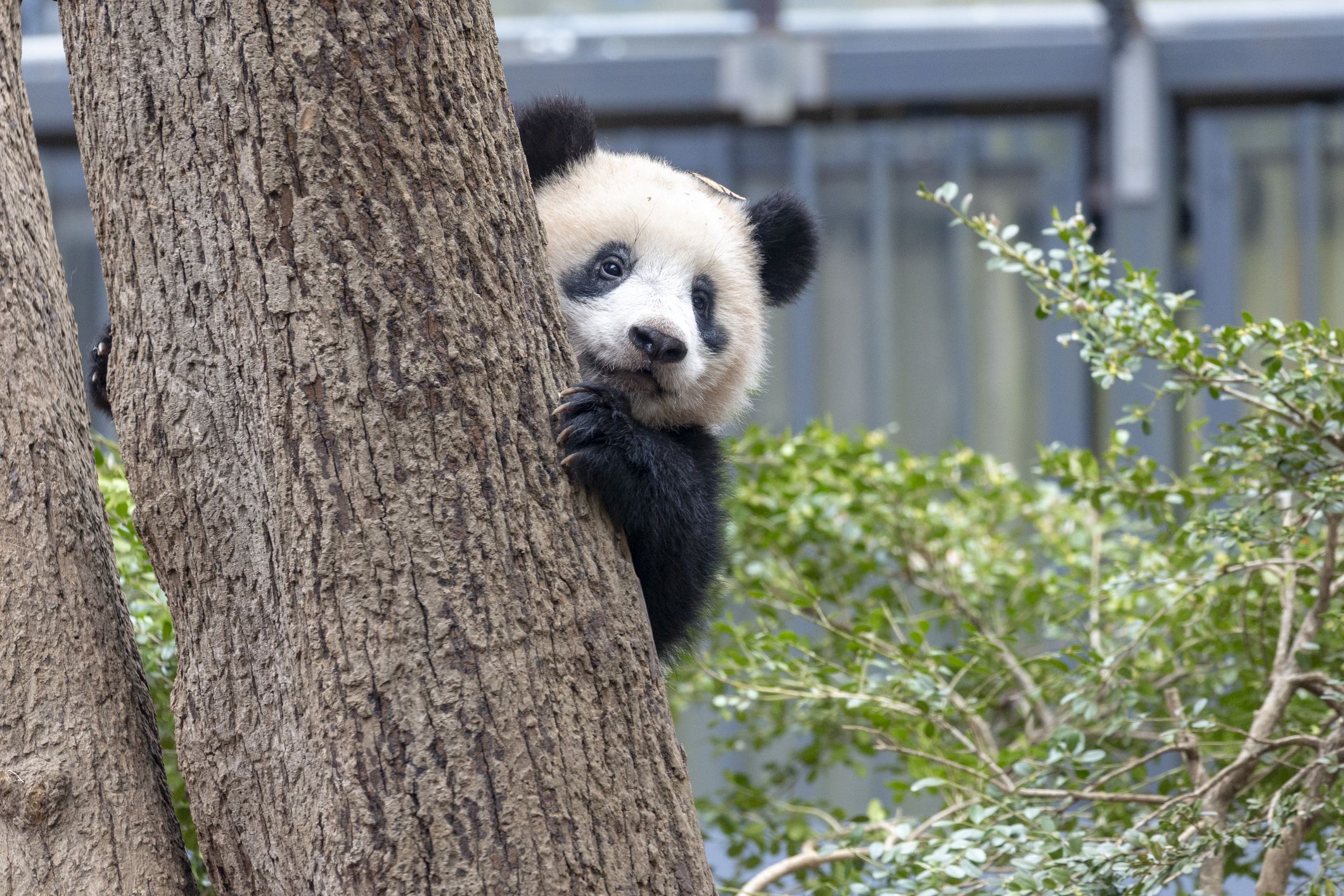 Animal Webcams To Watch At Home Best Zoo Livestreams