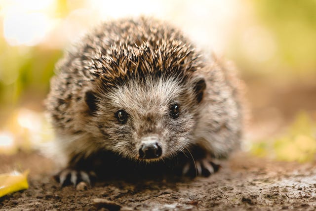Baby hedgehog