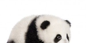 baby-panda-300x239.jpg