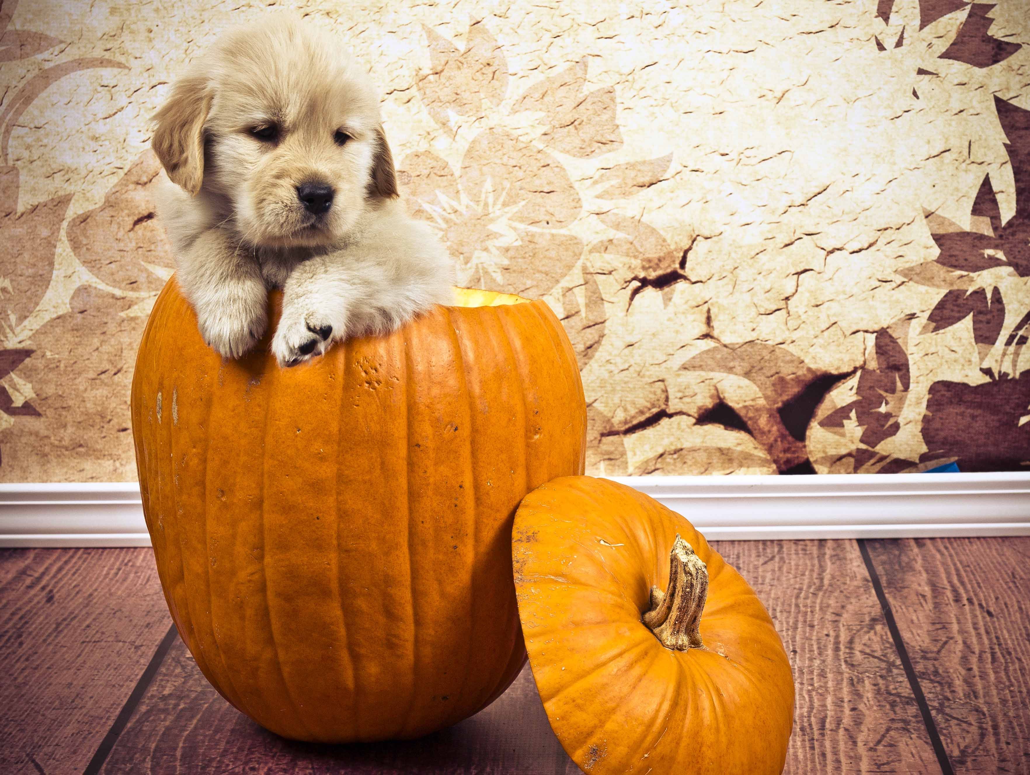 golden retriever pumpkin pattern