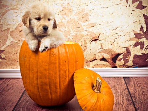 14 Baby in Pumpkin Pictures - Cute Photos of Babies in Pumpkins