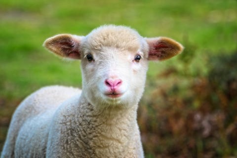 19 Live Animal Webcams To Watch At Home – Best Zoo Livestreams