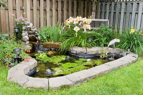 Back Yard Fish Pond Back Yard Fish Pond
