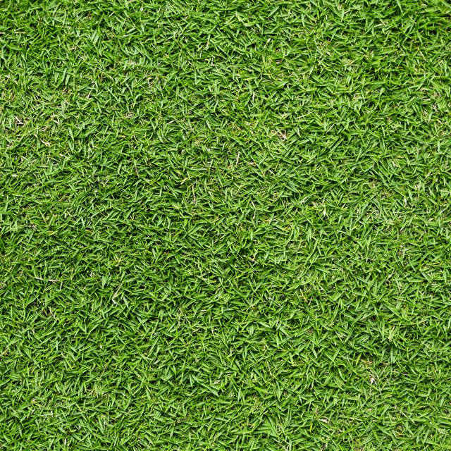 The Most Popular Types Of Lawn Grass What Type Of Grass To Grow