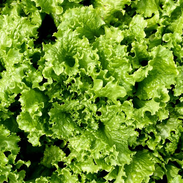 background of green lettuce leaves top view