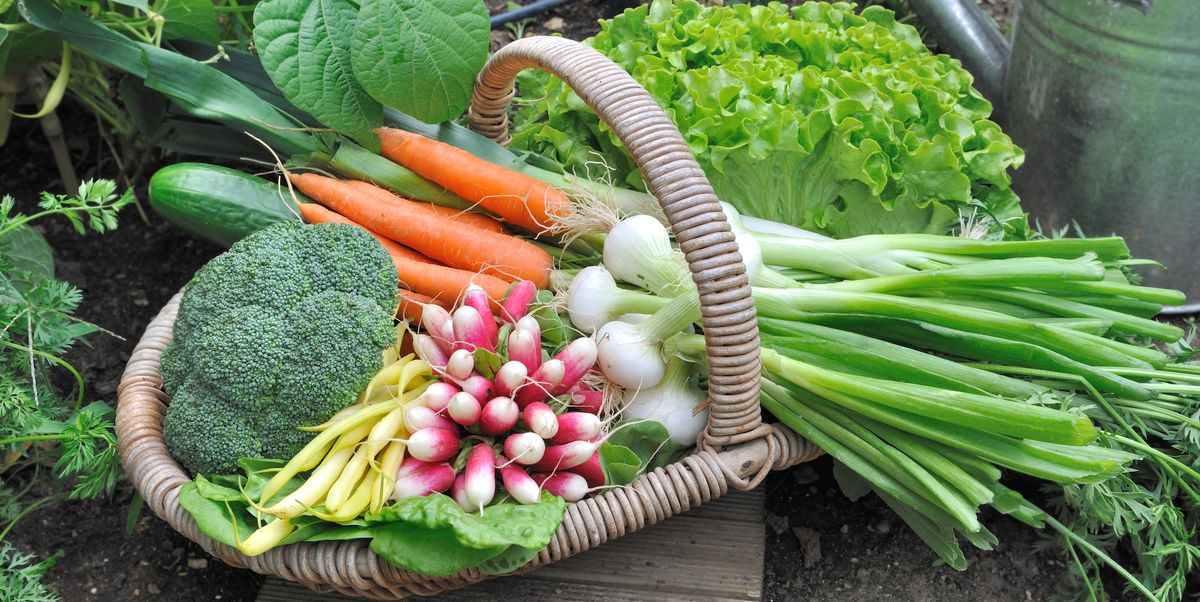 How to Start a Vegetable Garden - Vegetable Garden Plans